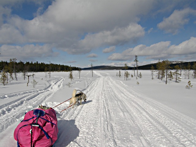 2013 - Dans le grand nord finlandais en ski-pulka-chien.
